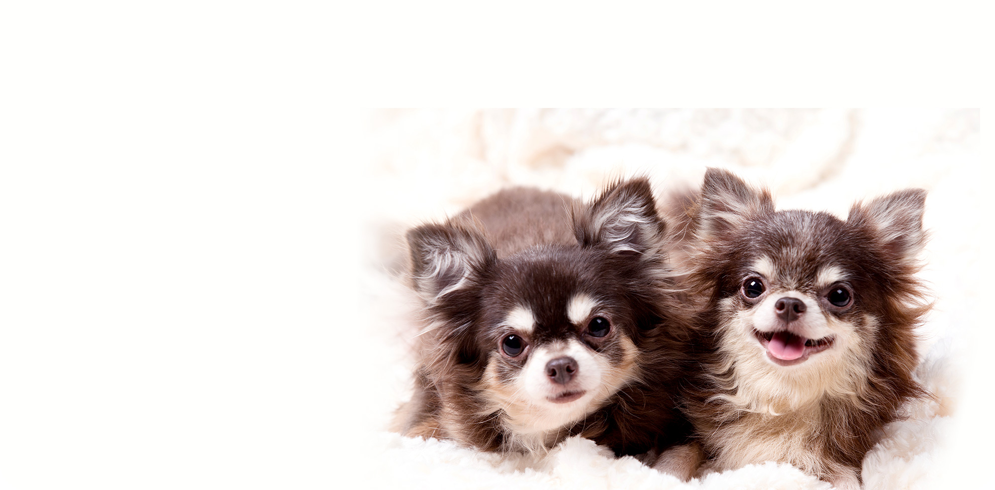 大切な思い出の場所で、心を込めたお別れを。出張ペット火葬サービスPet March