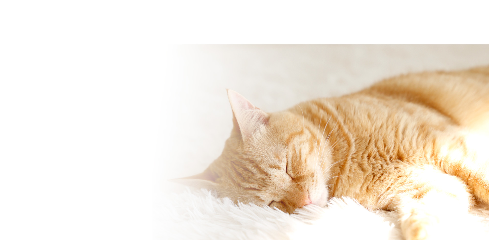 大切な思い出の場所で、心を込めたお別れを。出張ペット火葬サービスPet March