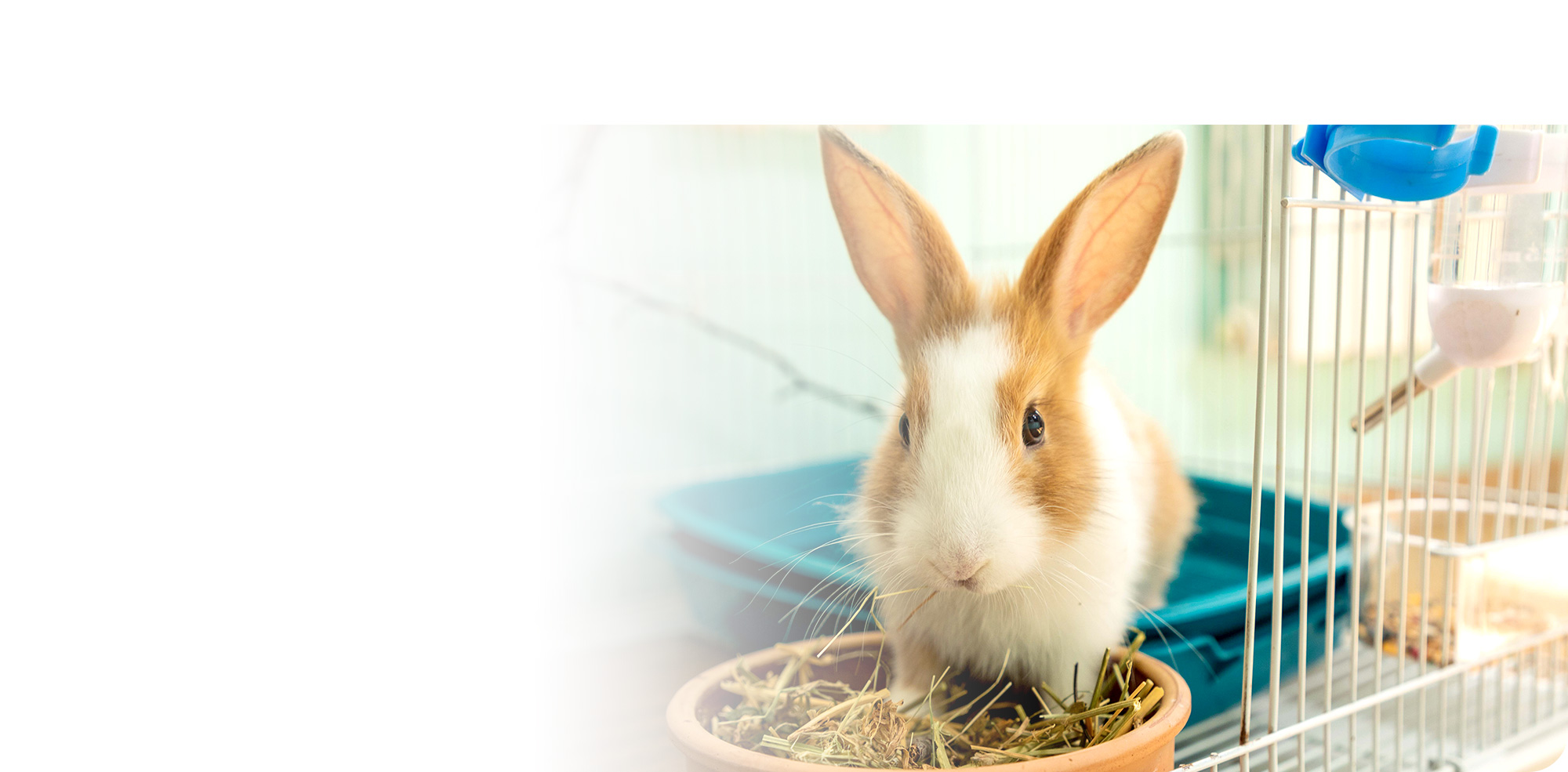 大切な思い出の場所で、心を込めたお別れを。出張ペット火葬サービスPet March